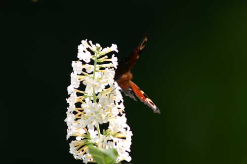 IMG_5546.jpg