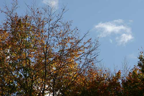 IMG_4782.jpg