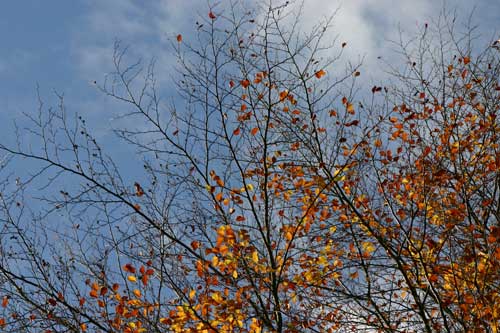 IMG_4784.jpg