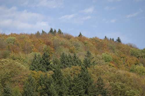 IMG_4785.jpg