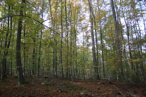 IMG_4944.jpg