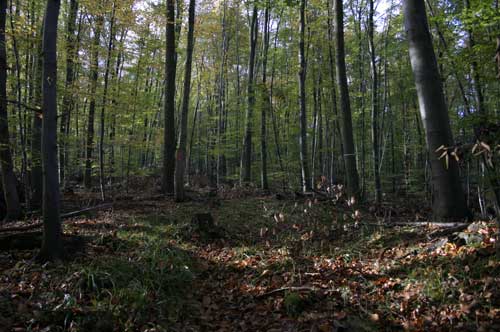 IMG_4946.jpg