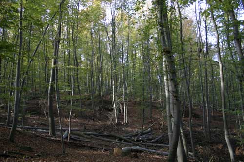IMG_4952.jpg