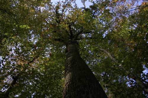 IMG_4953.jpg