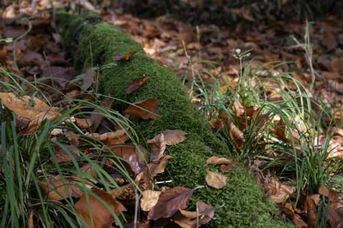 IMG_4958.jpg