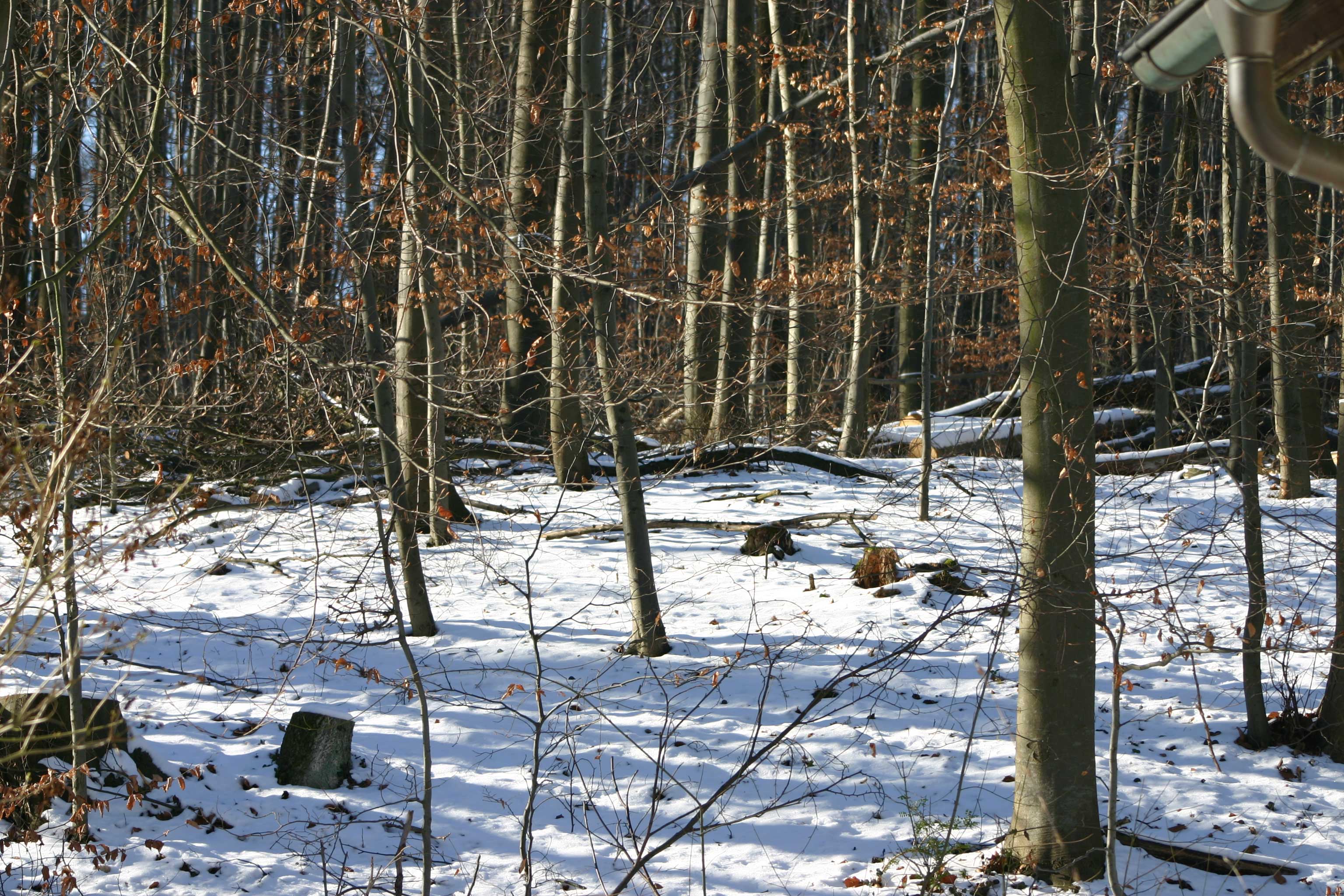 IMG_5119.jpg
